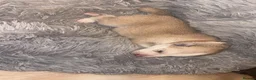 Siberian Husky dogs for sale: ​Beautiful Siberian Husky Pups Born Eclipse Night in Gloucester - Advert 10