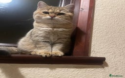 British Shorthair cats for stud: 🐾 Stud service - Chubby Scottish Boy 🐾 - Image 4