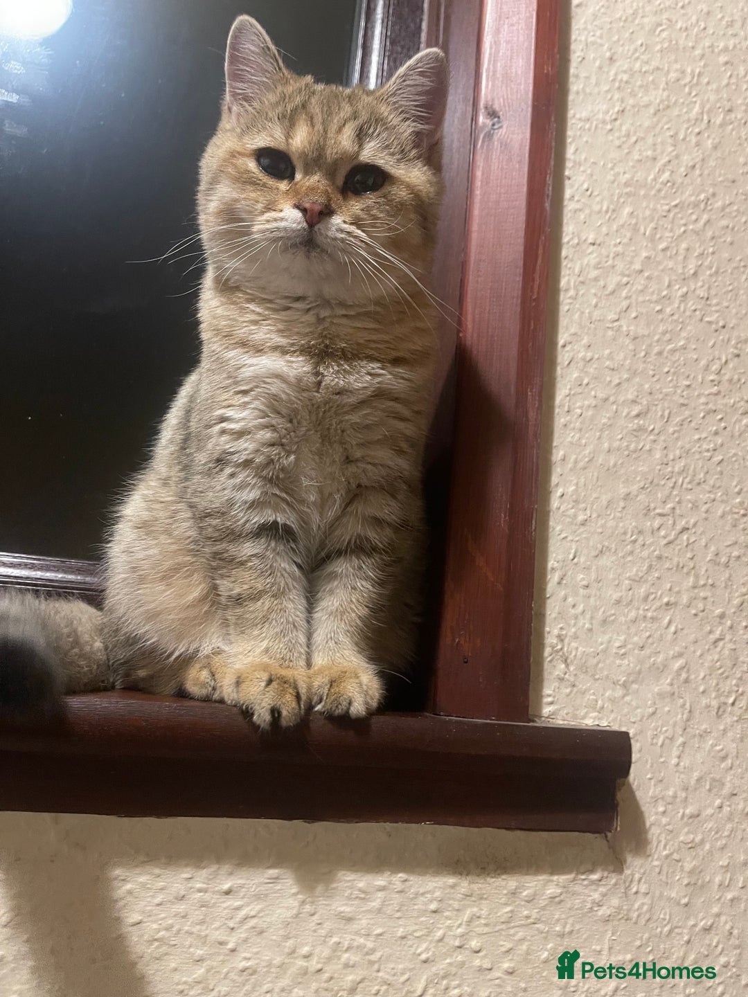 British Shorthair cats for stud: 🐾 Stud service - Chubby Scottish Boy 🐾 - Image 4