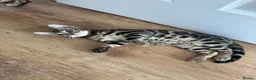 Bengal cats for sale: Bengal kittens for sale - Advert 16