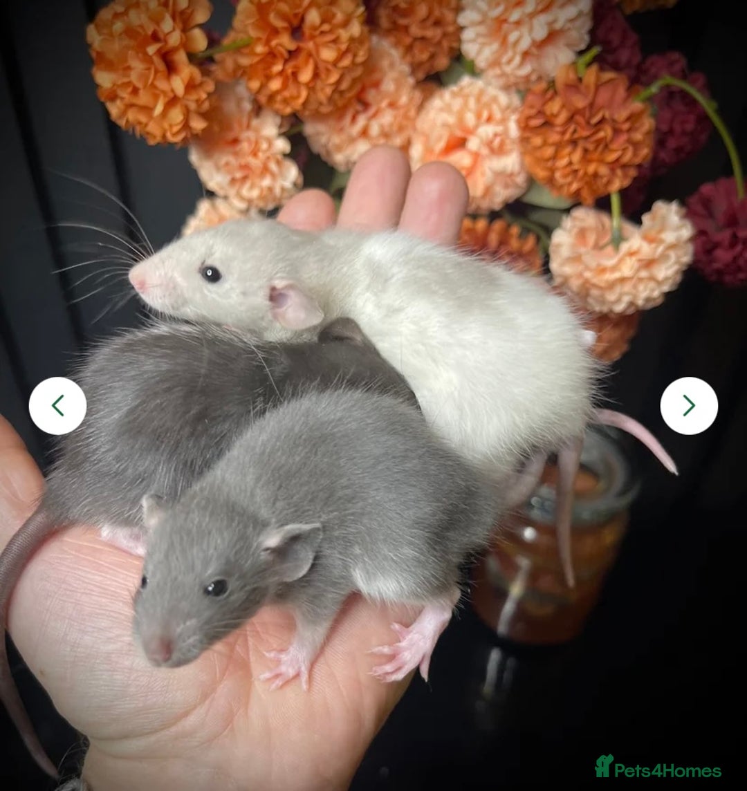 Rat rodents for sale: 🐭Dumbo Rex & Straight Coat Rats Available 🐭 - Image 6