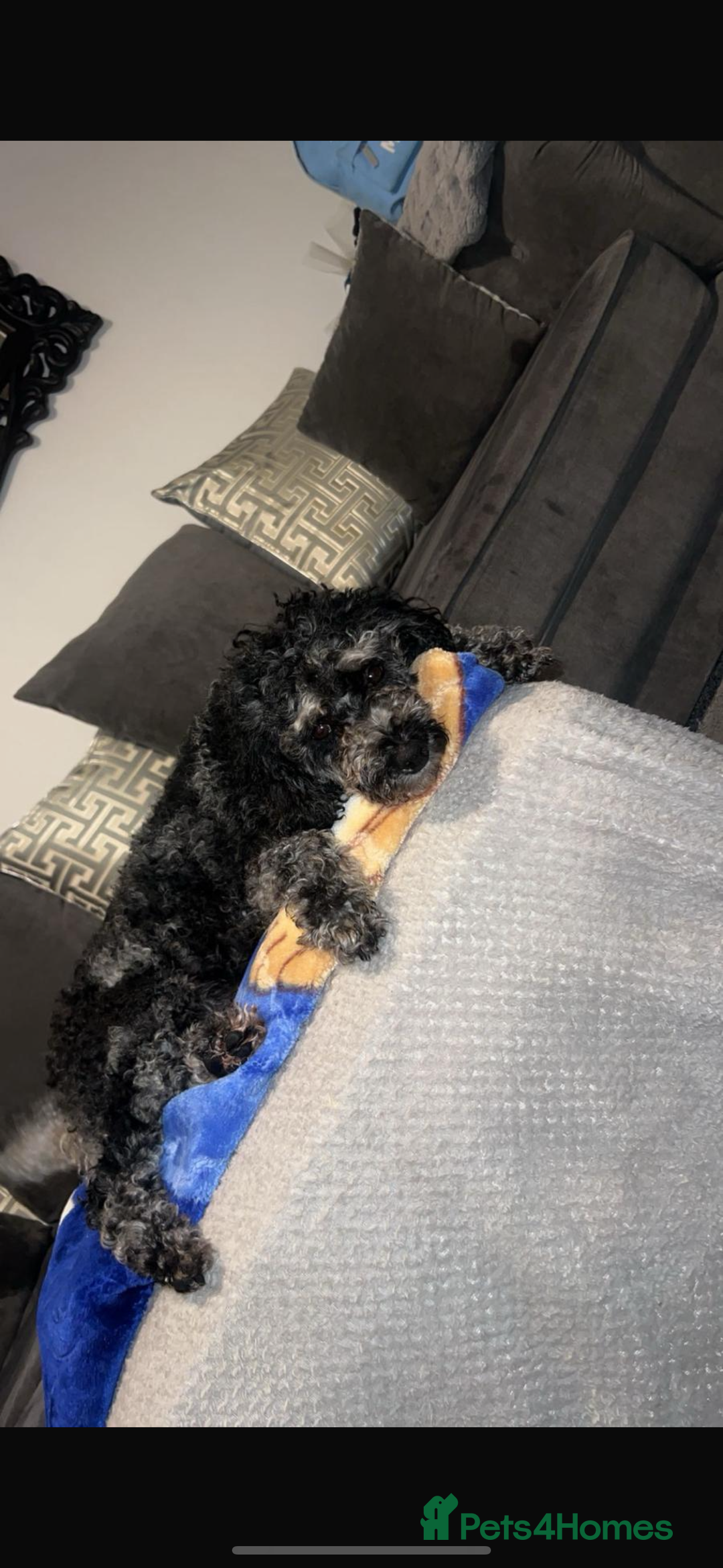 Cockapoo dogs for sale: Cockapoos puppies 😍😍 - Advert 8