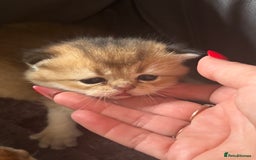 Scottish Fold cats for sale: GOLDEN CHINCHILLA SCOTTISH FOLDS - Image 2
