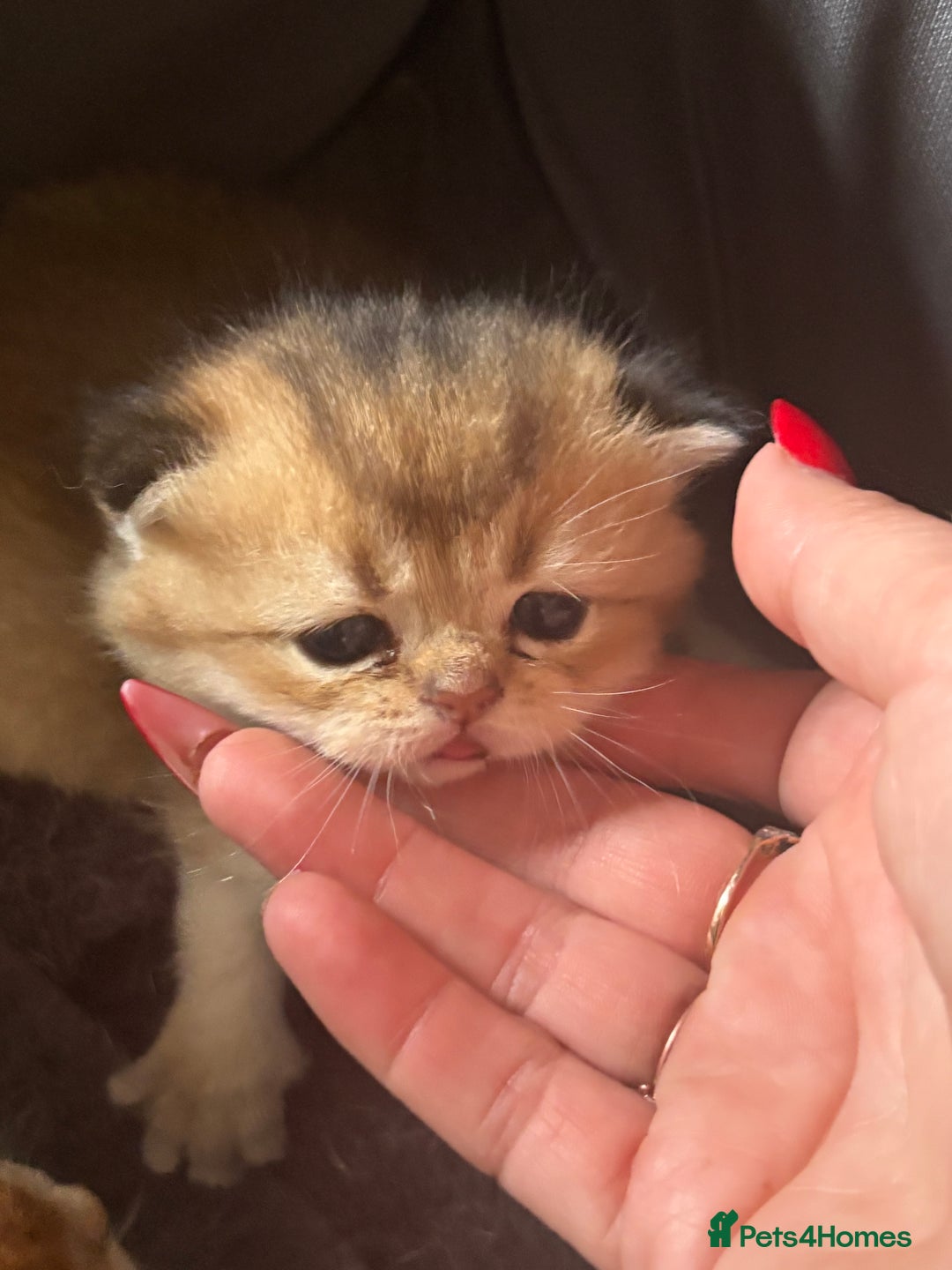 Scottish Fold cats for sale: GOLDEN CHINCHILLA SCOTTISH FOLDS - Image 2
