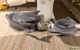 British Shorthair cats for sale: GCCF British Blue Kittens - Ready for  **   **  - Image 8