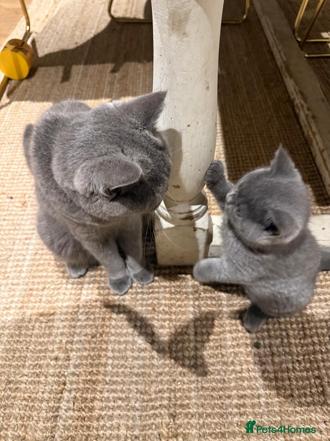 British Shorthair cats for sale: GCCF British Blue Kittens - Ready for  **   **  - Image 8