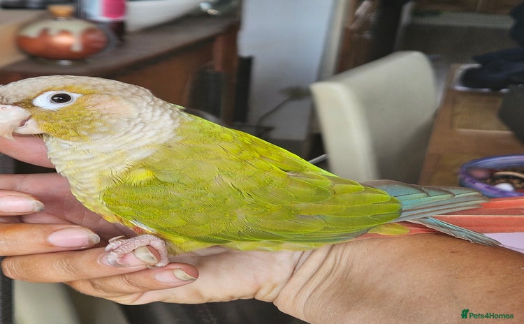 Conures birds - Advert 1