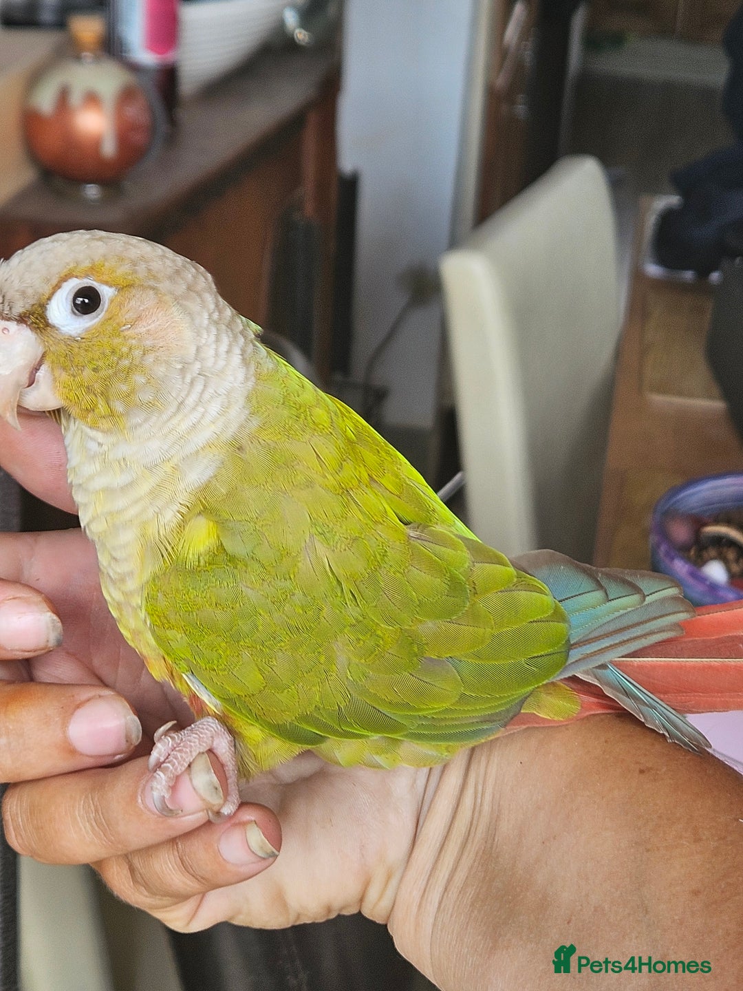 Conures birds for sale: Pineapple green cheeked conure - Image 1