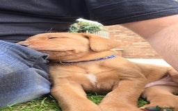 Labrador Retriever dogs for sale: KC Registered Fox Red Labrador Puppies - Image 14