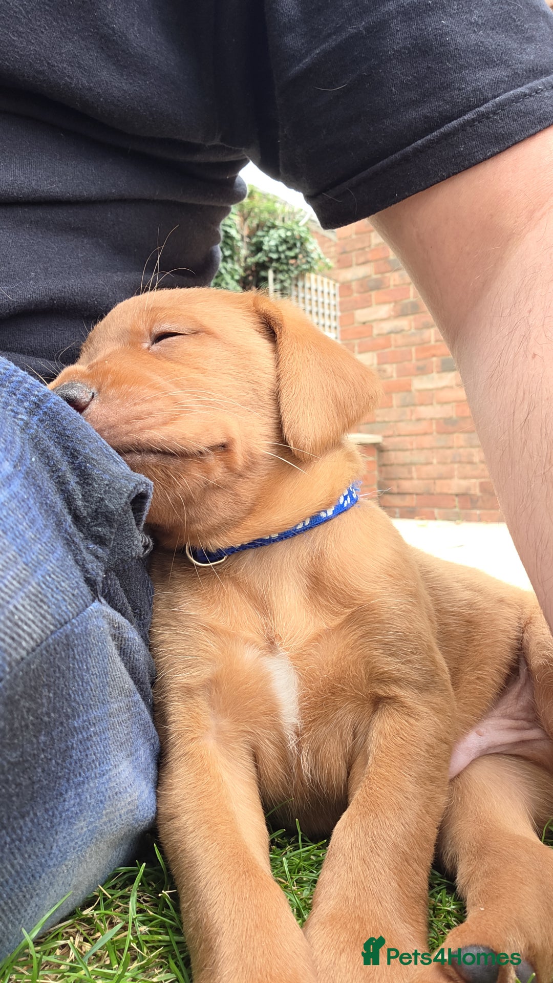 Labrador Retriever dogs for sale: KC Registered Fox Red Labrador Puppies - Image 14