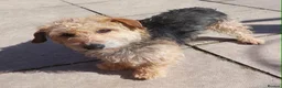 Mixed Breed dogs for adoption: Little Benny wants a new loving forever home - Advert 2