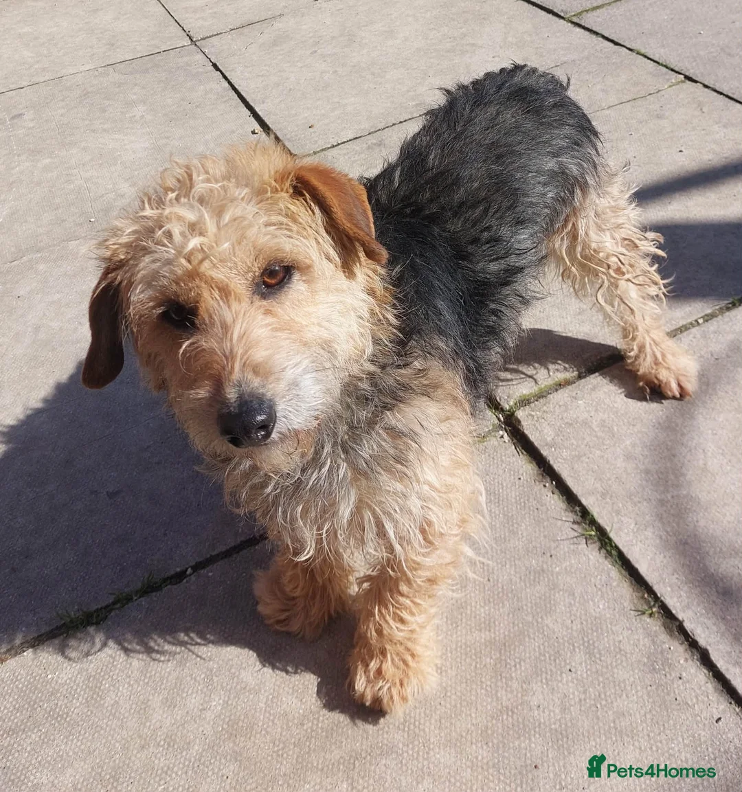 Mixed Breed dogs for adoption: Little Benny wants a new loving forever home - Advert 2