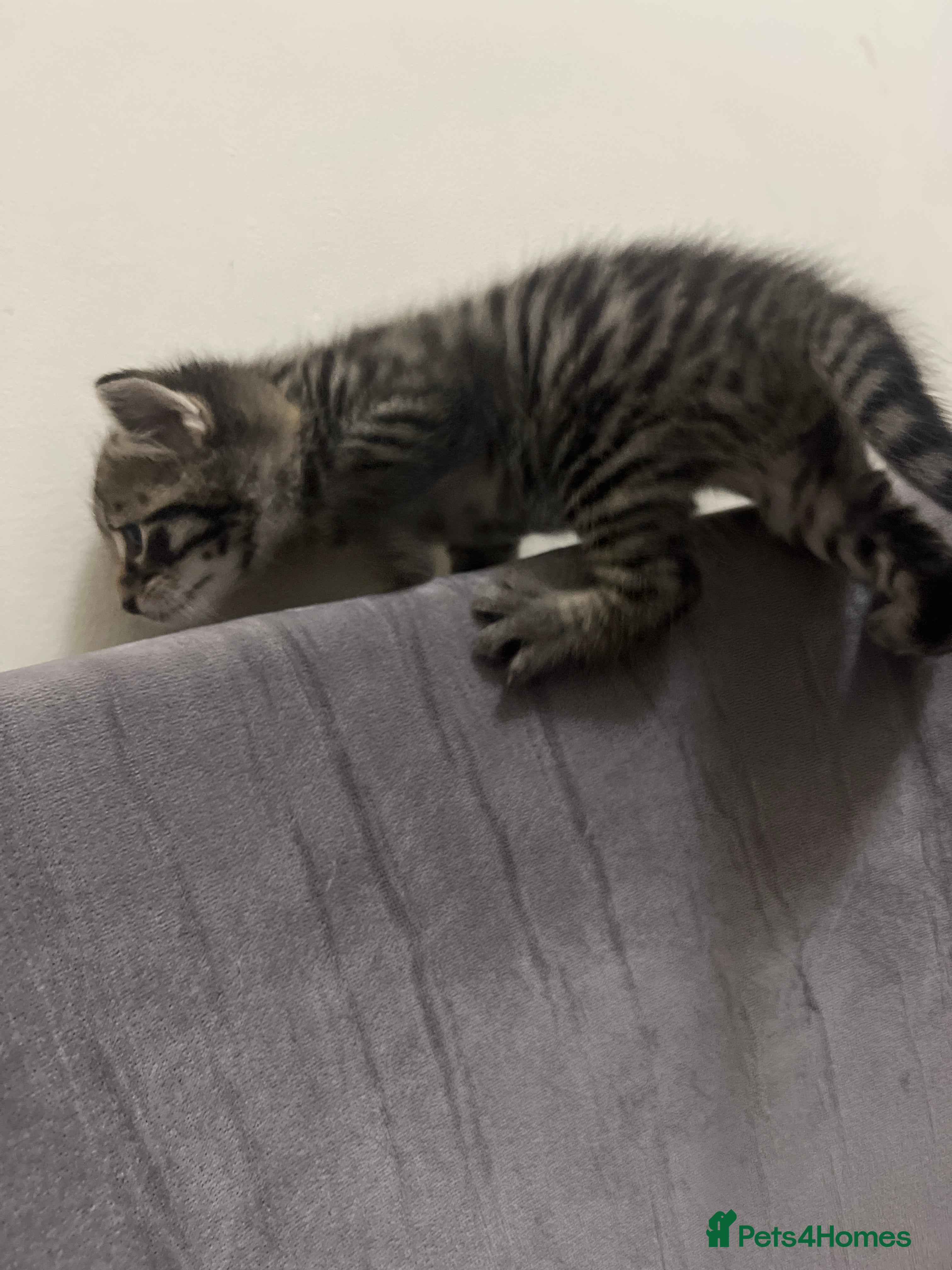 Mixed Breed cats for sale: Mixed Bengal kittens  - Advert 3