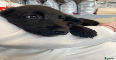 Mixed Breed dogs - Advert 2