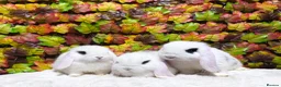 Mini Lop rabbits for sale: Quality Mini Lop girls ready now (Super tame) - Advert 17