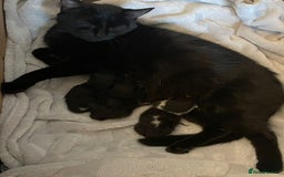 Mixed Breed cats for sale: Mix breed 3 boys 2 girls  - Image 3
