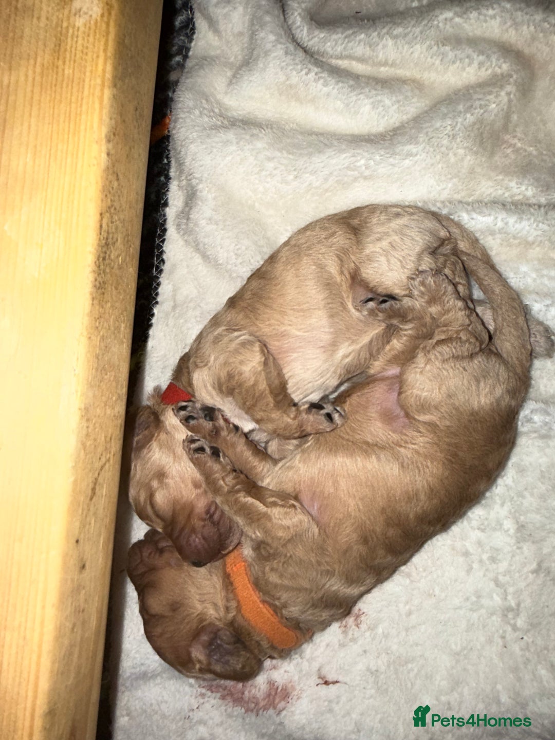 Cockapoo dogs for sale: Beautiful f2 cockapoos puppies 5 girls 3 boys  - Advert 1