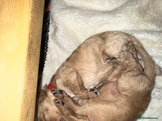 Cockapoo dogs Beautiful f2 cockapoos puppies 5 girls 3 boys - Advert 1