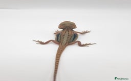 Bearded Dragon reptiles for sale: Mix of hypo trans dunner blue bar het zeros - Image 4