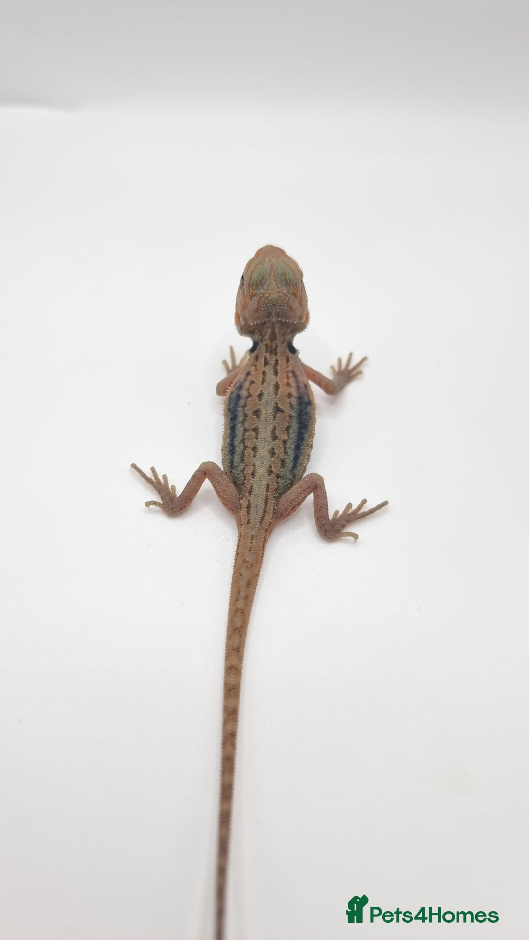 Bearded Dragon reptiles for sale: Mix of hypo trans dunner blue bar het zeros - Image 4