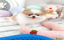 Pomeranian dogs for sale: Purebred tiny Pomeranian puppies available - Image 5