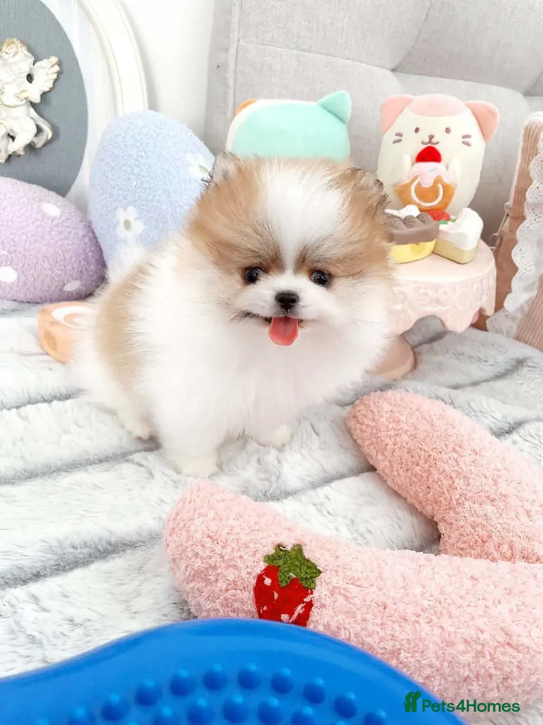 Pomeranian dogs for sale: Purebred tiny Pomeranian puppies available - Image 5