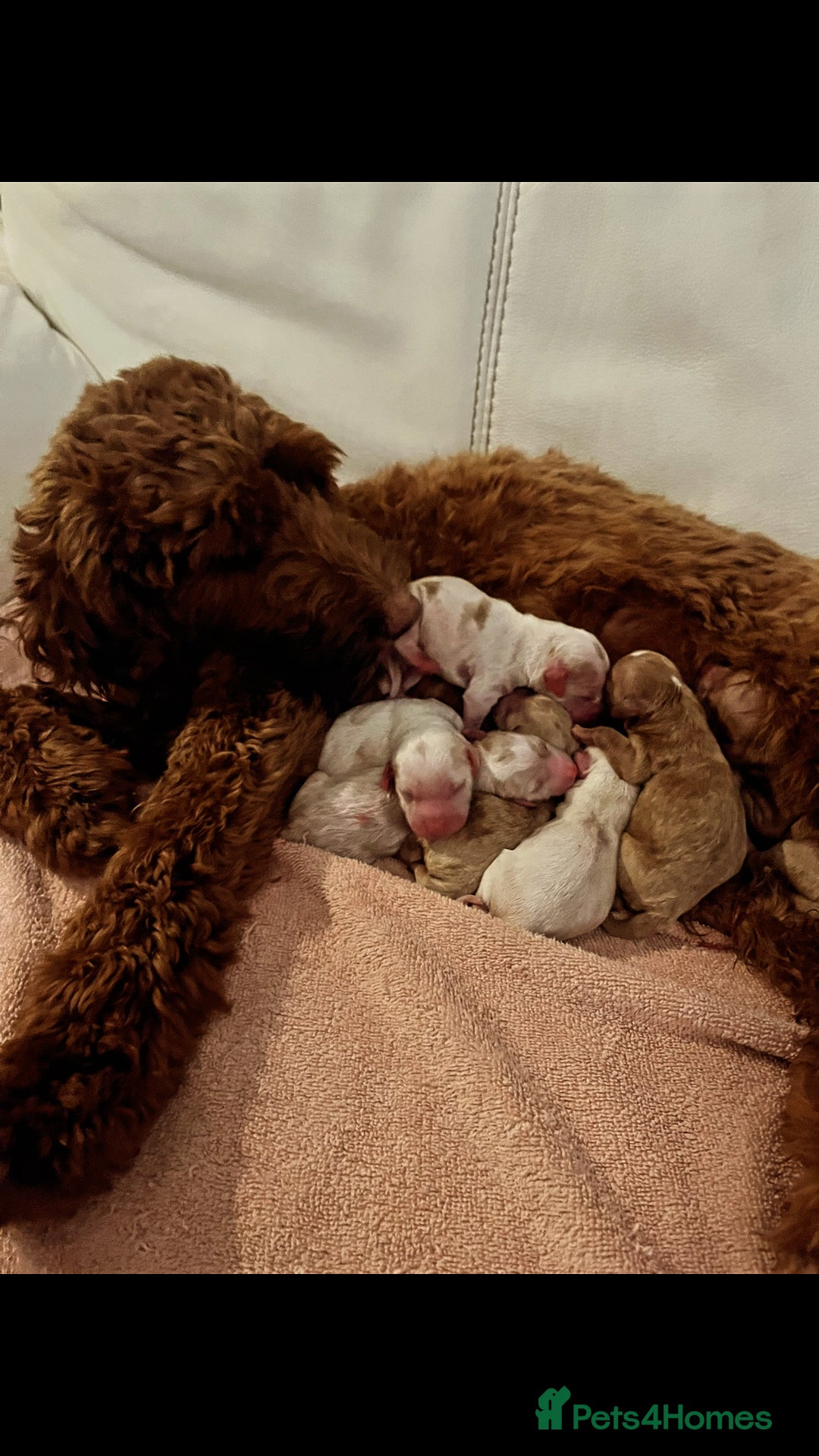 Australian Labradoodle dogs for sale: Absolutely Stunning Australian Labradoodle Puppies - Advert 8
