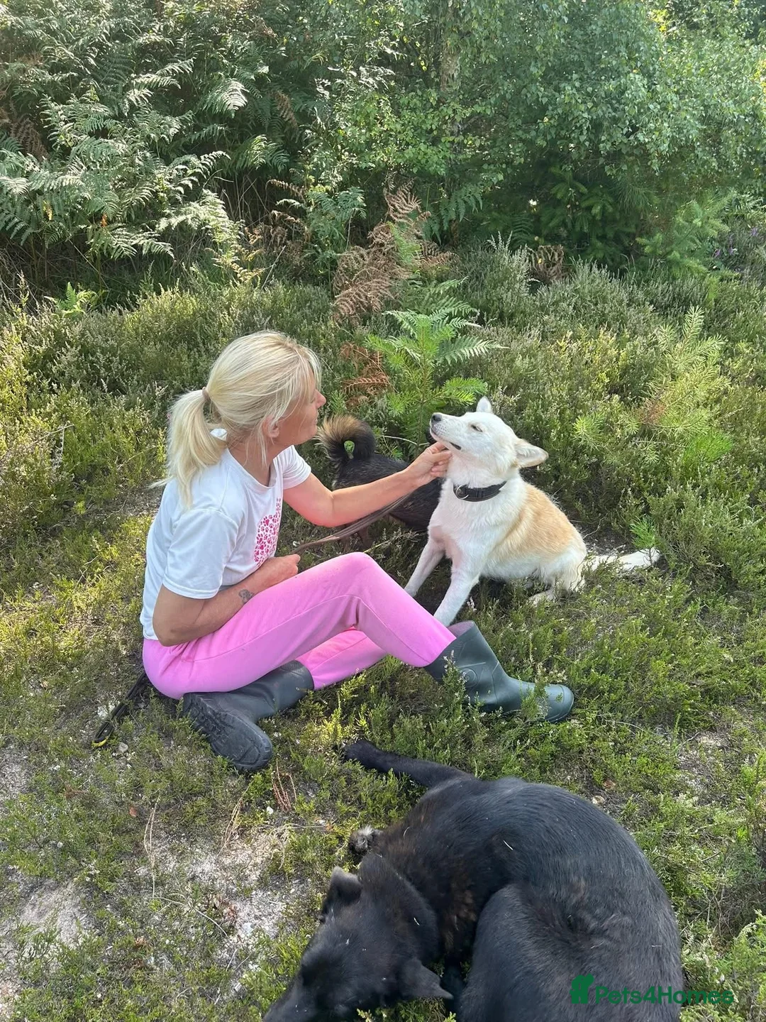 Mixed Breed dogs for adoption: Song - Norwich Norfolk  - Advert 18