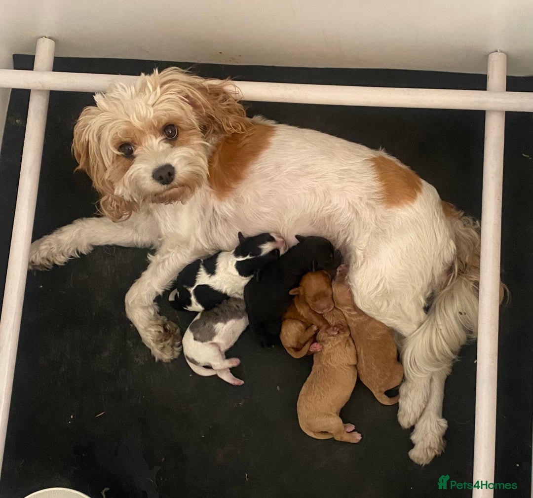 Cavapoo dogs for stud: Merle Cavapoo Stud Dog F1  - Image 2