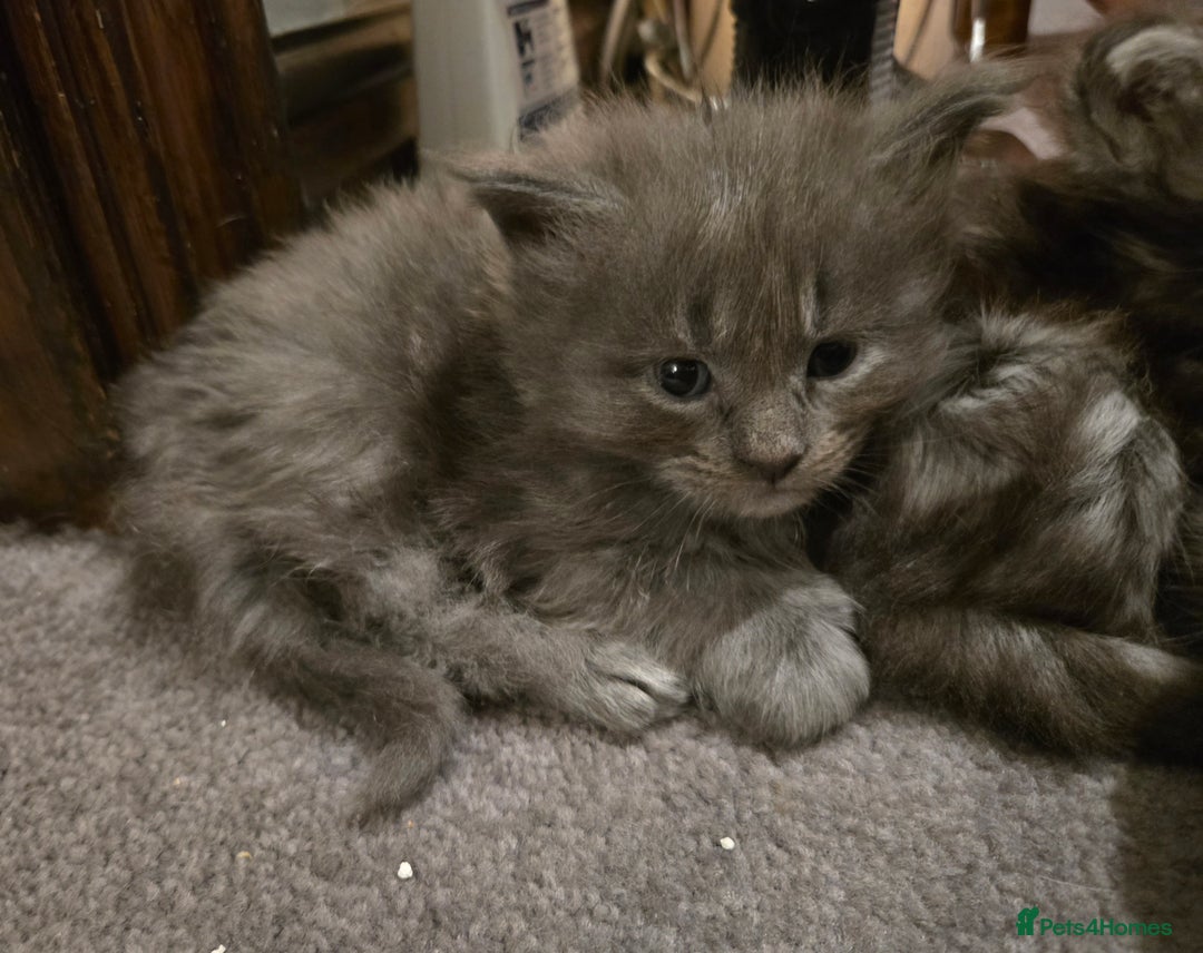 Maine Coon cats for sale: ✨✨ POLLYDACTYL MC  TiCA REG - Advert 23