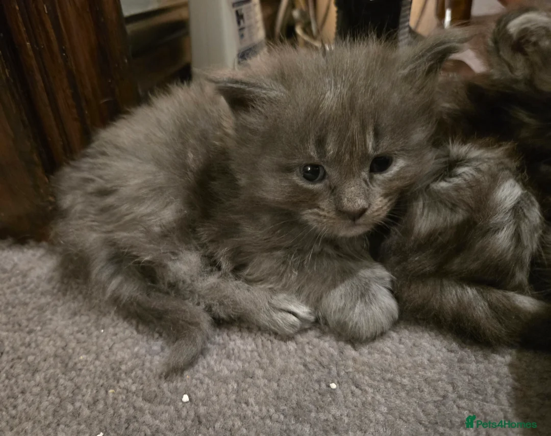 Maine Coon cats for sale: ✨✨ blk smoke F 6666 MC TiCA REG Poss active - Advert 20