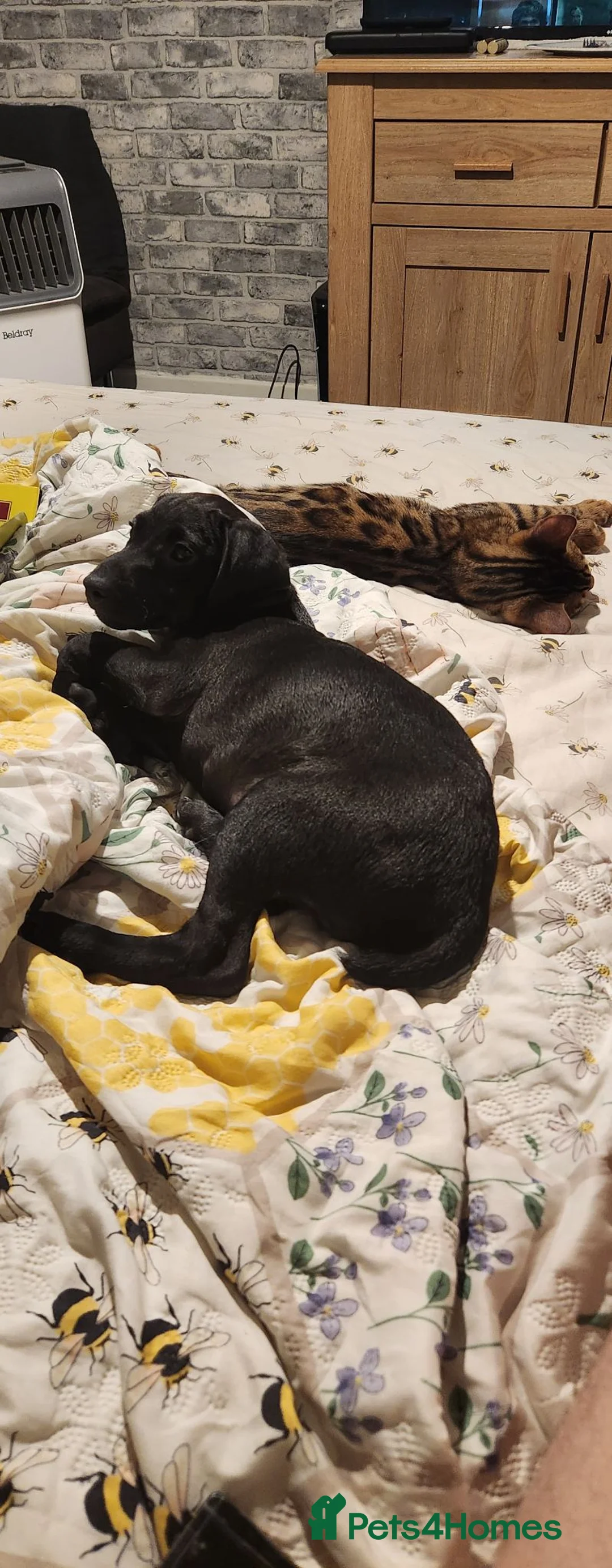 Patterdale Terrier dogs for sale: Scrappy  - Advert 5