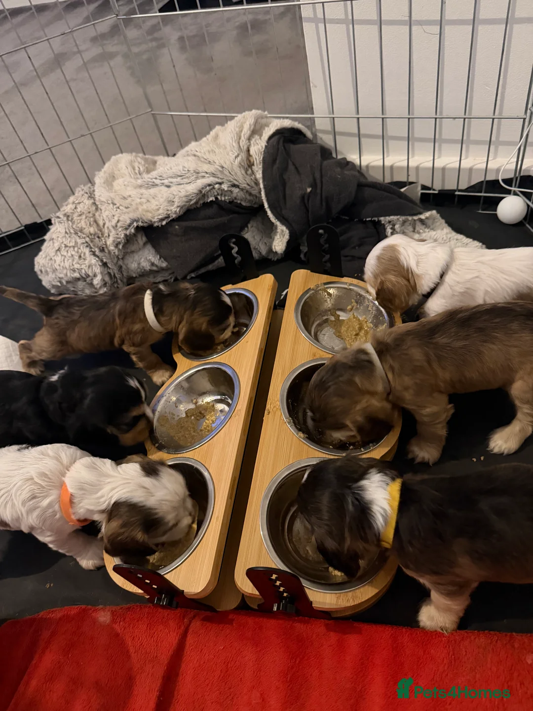 Cocker Spaniel dogs for sale: Showtype Cocker spaniel pups KC registered  - Advert 4