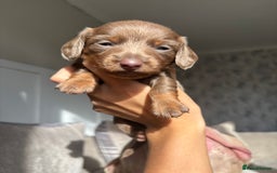 Miniature Dachshund dogs for sale: Isabella tan miniture dachshunds🐾 - Image 8