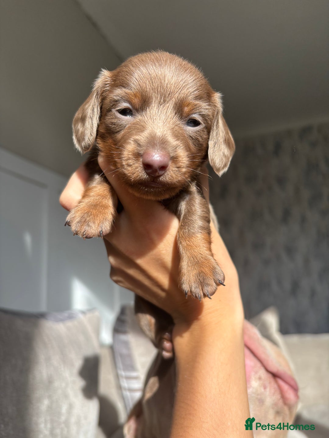 Miniature Dachshund dogs for sale: Isabella tan miniture dachshunds🐾 - Image 8