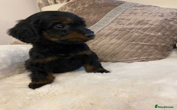 Cockapoo dogs for sale: Cockerpoo pups - Image 7