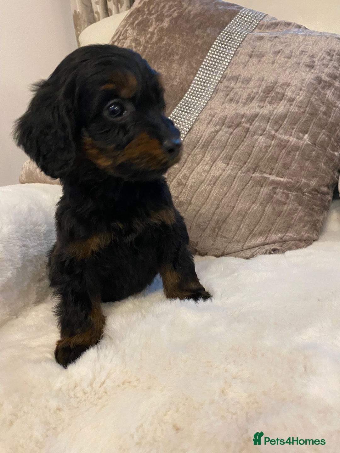 Cockapoo dogs for sale: Cockerpoo pups - Image 7