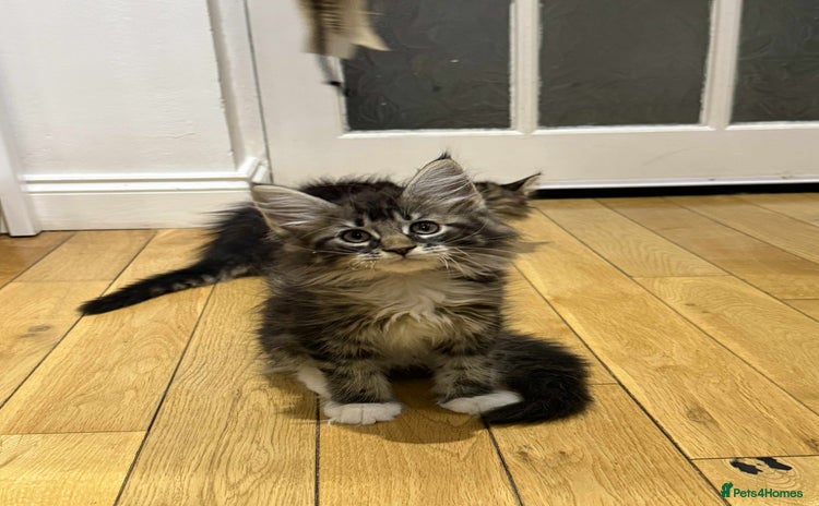 Maine Coon cats in Wellingborough - Advert 15
