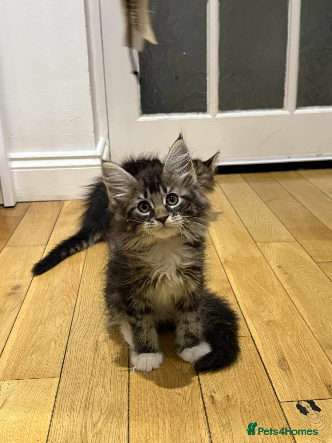 Maine Coon cats for sale: XL pure Maine coon kittens 💖 in Wellingborough - Image 1