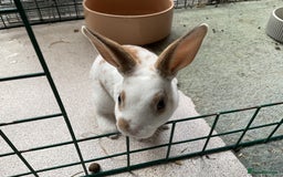 Rex rabbits for sale: Friendly velvety rex rabbits for sale - Image 22