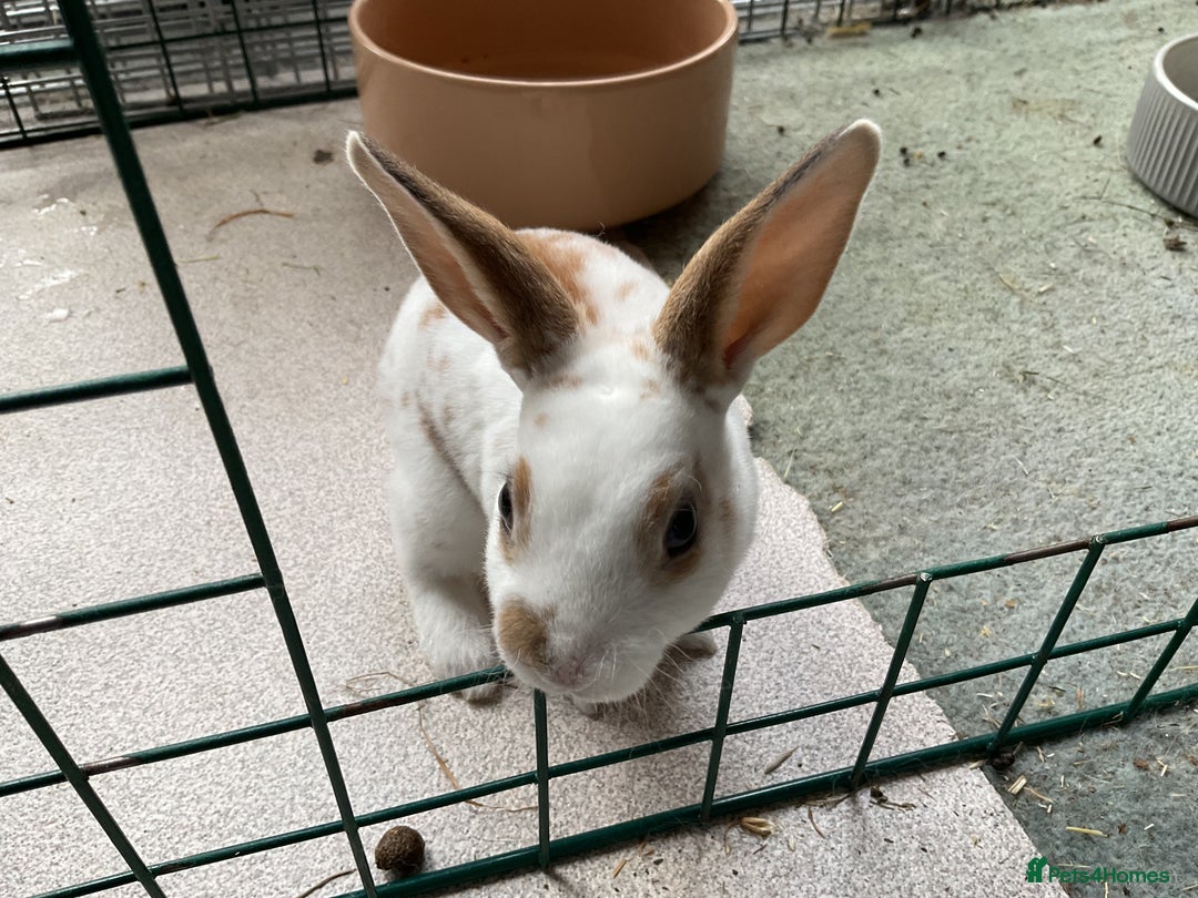 Rex rabbits for sale: Friendly velvety rex rabbits for sale - Image 22