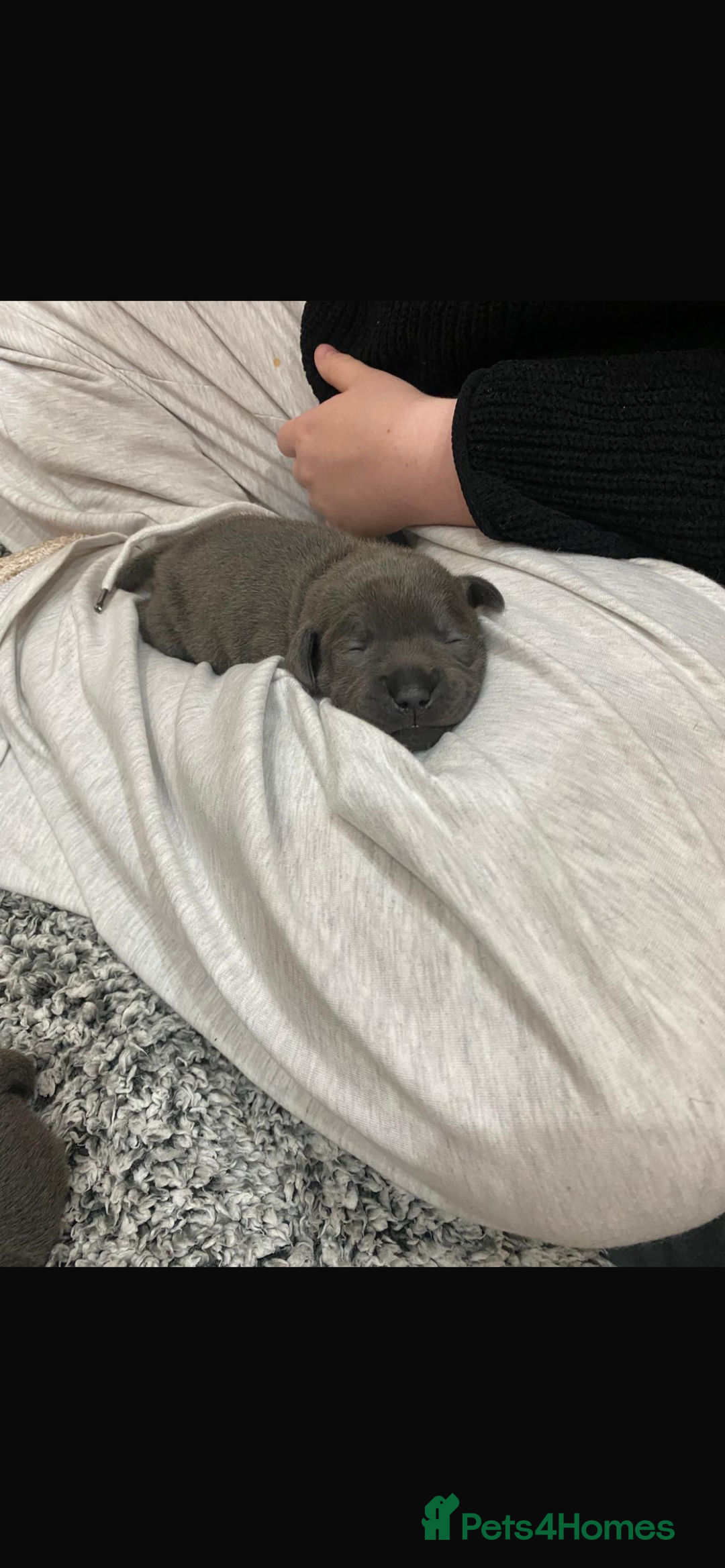 Staffordshire Bull Terrier dogs for sale: KC Registered Champion Blue Staffs for sale - Advert 6