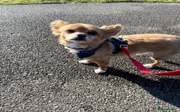 Chihuahua dogs for sale: Chihuahua dog age 6 years old  - Image 5