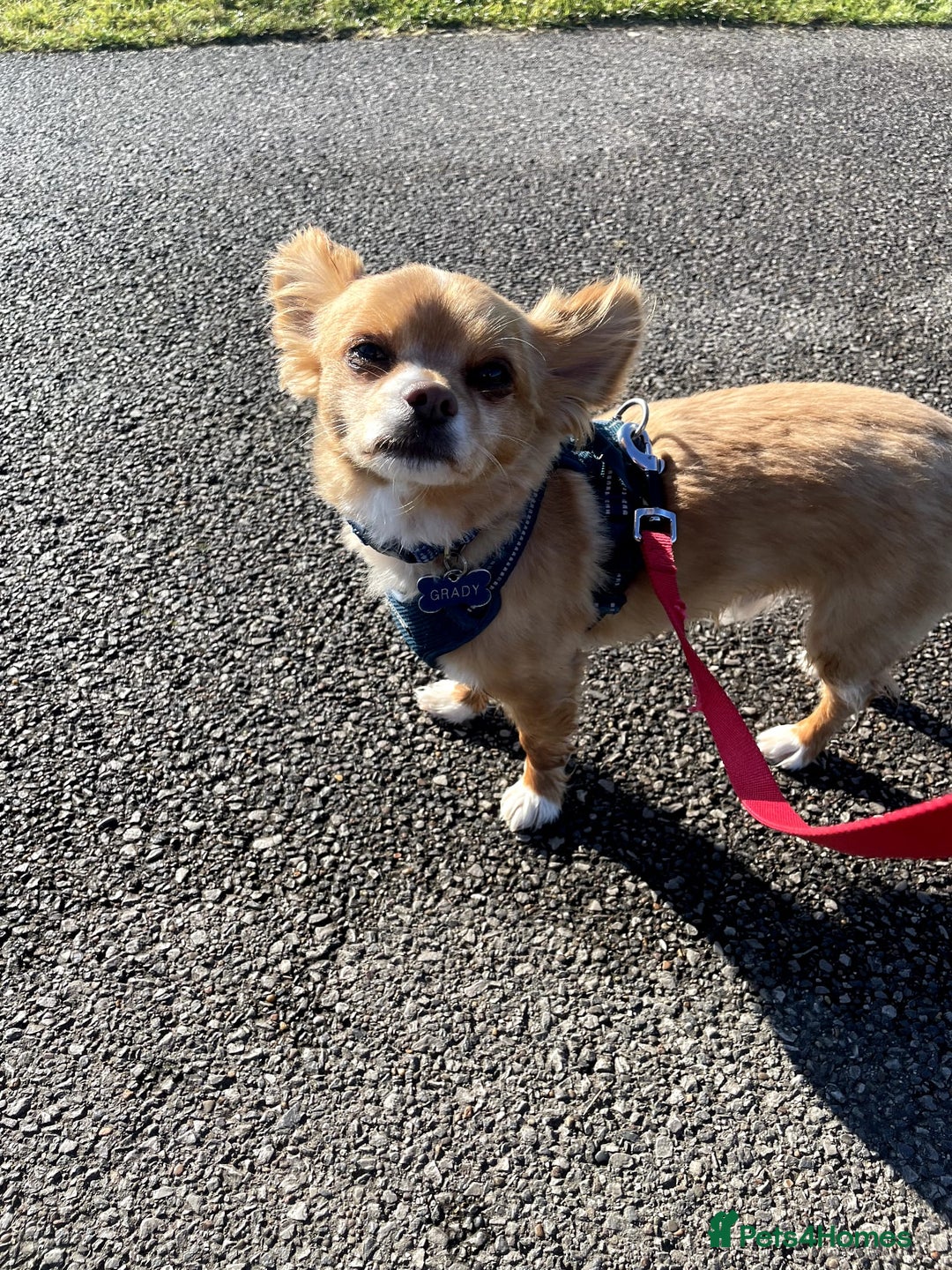 Chihuahua dogs for sale: Chihuahua dog age 6 years old  - Image 5