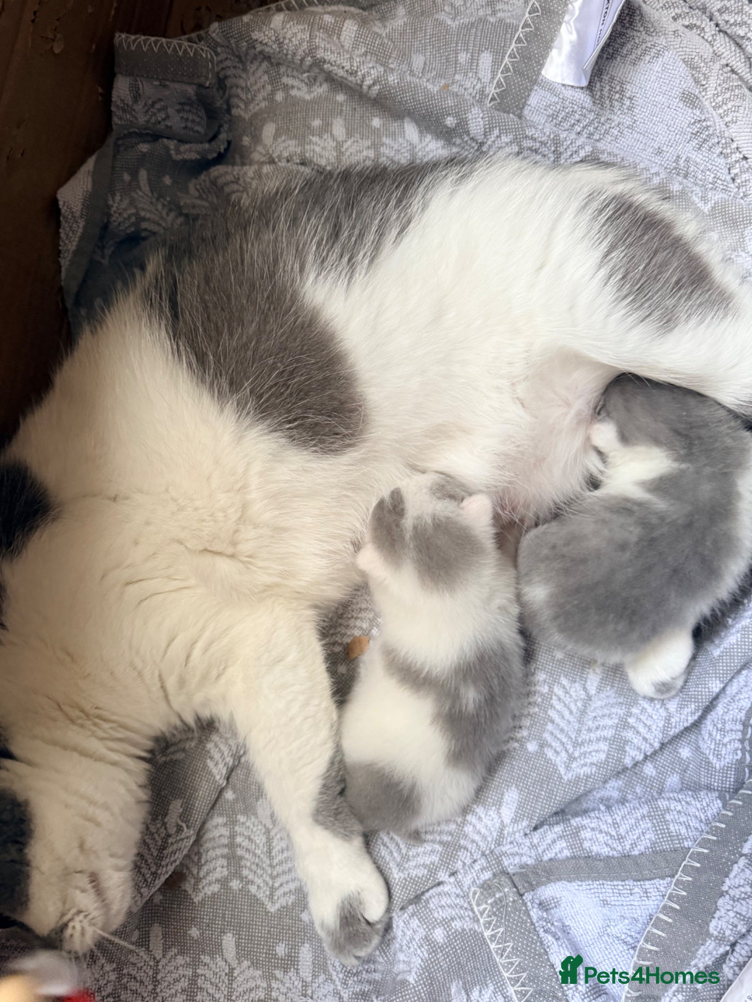British Shorthair cats Supreme stunning quality bsh for sale - Advert 1