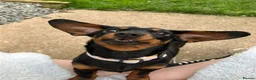 Miniature Dachshund dogs for sale: Peaches our miniature dachshund - Advert 4