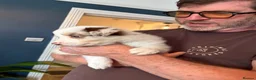 Border Collie dogs for sale: 2 male chocolate border collie puppies red Merle - Advert 14