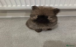 Pomeranian dogs for sale: Small Pomeranian puppies  - Advert 11
