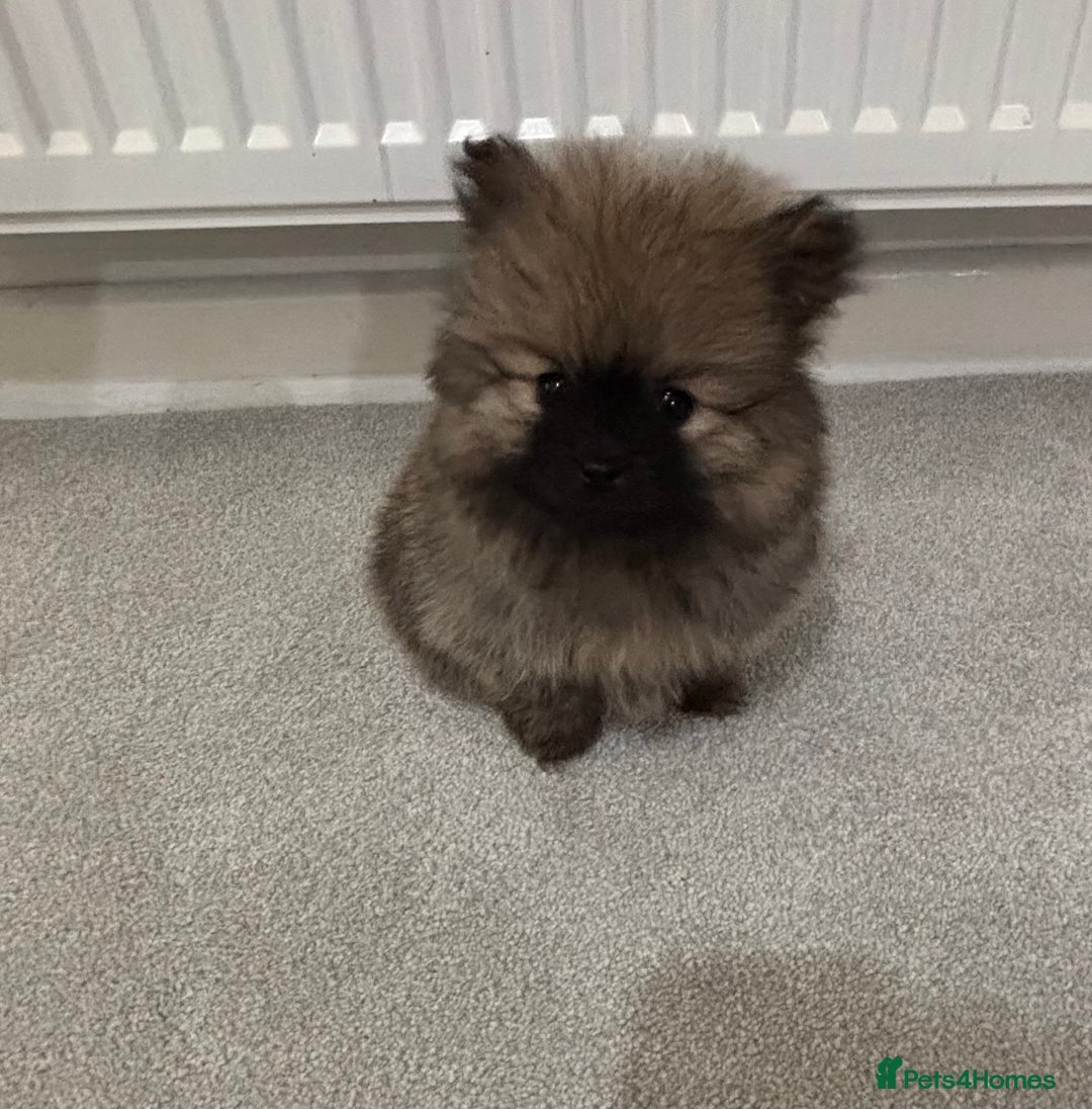 Pomeranian dogs for sale: Small Pomeranian puppies  - Advert 11