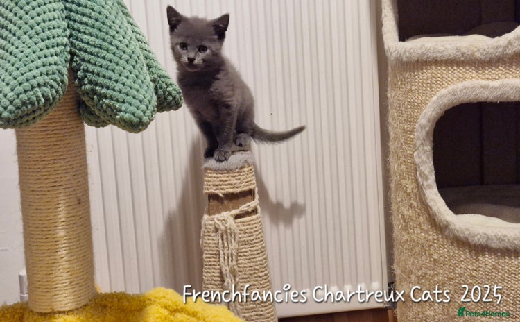 Chartreux cats - Advert 1